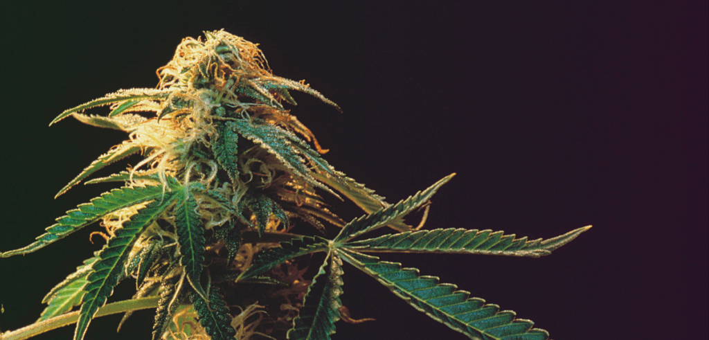 Close-up of a cannabis plant with dense buds, orange pistils, and sugar-coated trichomes against a dark background.