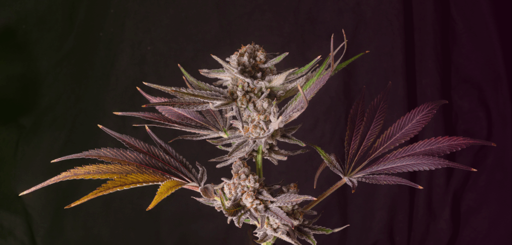 Close up of a cannabis flower.