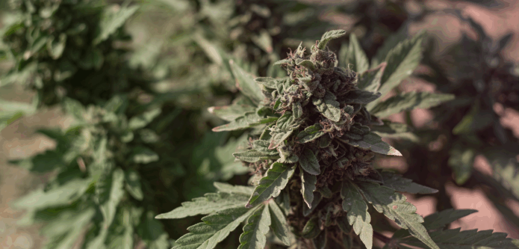 Cannabis flower.