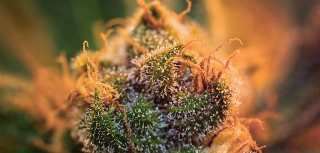 Close-up of a cannabis bud covered in trichomes and orange pistils, showcasing the plant's crystal-like resin and vibrant colors.