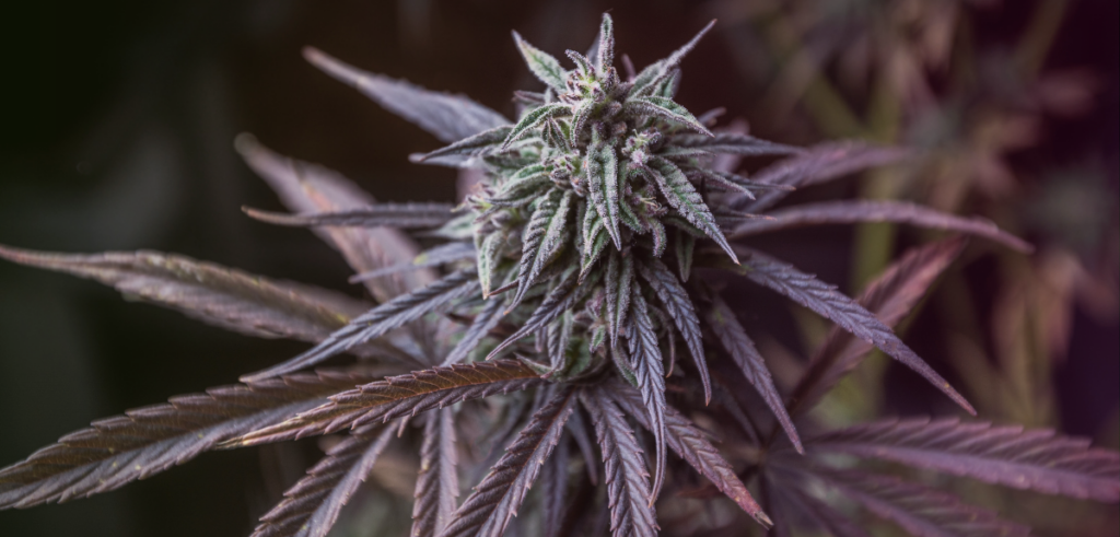 A mid-shot of cannabis flower with a black background.