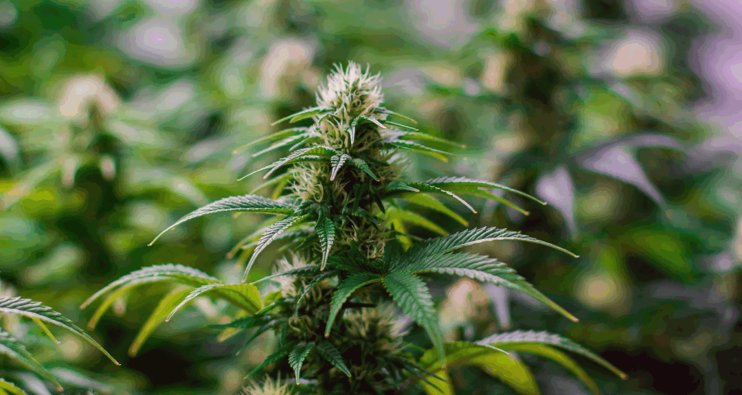 From Farm to Flame: The Story of Craft Cannabis