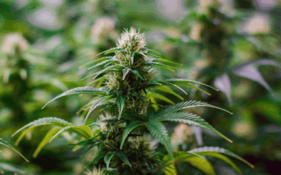 From Farm to Flame: The Story of Craft Cannabis
