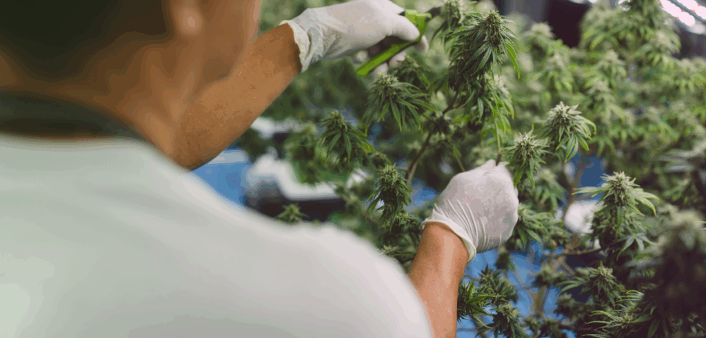 Over the shoulder view of a craft cannabis worker trimming a cannabis plant.