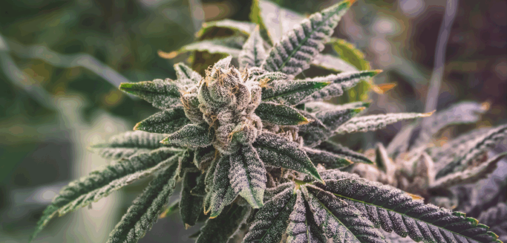 Close up of craft cannabis flower.