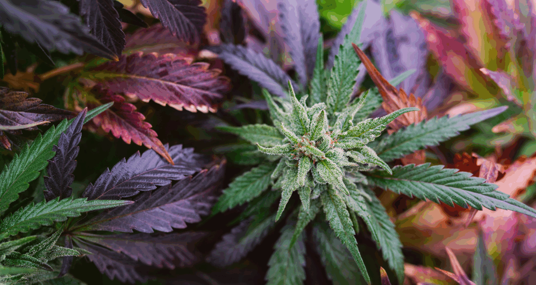 Why You Should Get a Medical Marijuana Card in Missouri