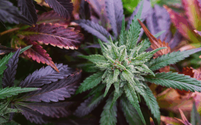 Why You Should Get a Medical Marijuana Card in Missouri