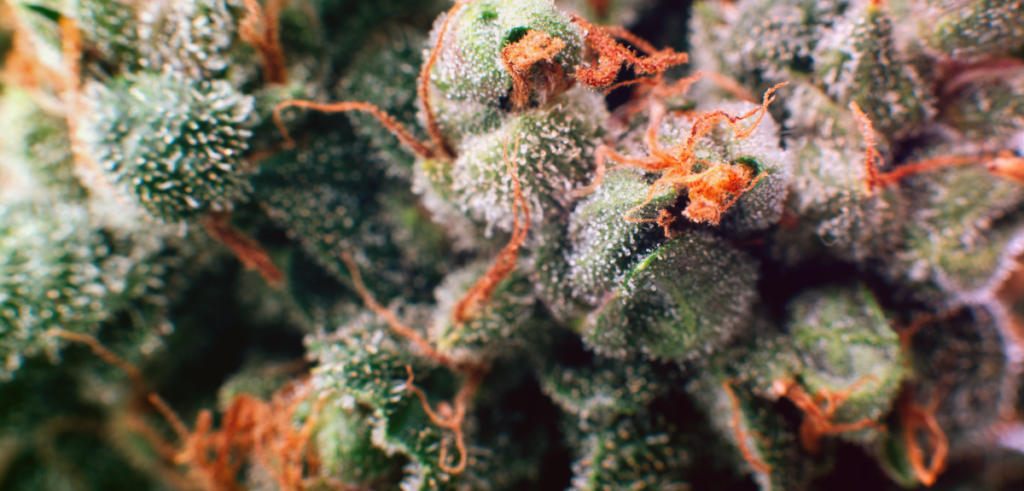 A close-up of cannabis flower with orange pistils.