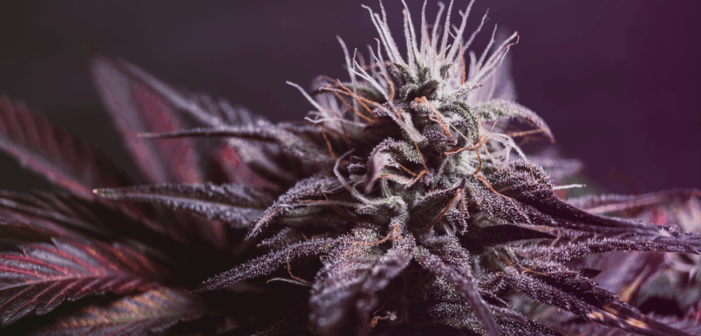 Detailed macro shot of a trichome-covered cannabis bud with deep purple hues.