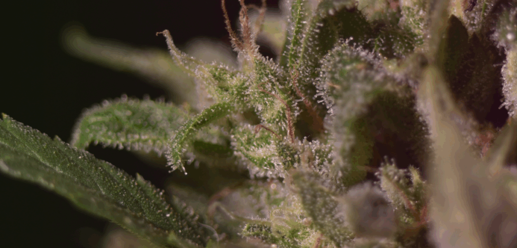 Close up of trichomes on cannabis flower.