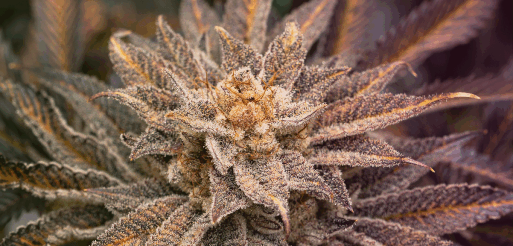 Fall-colored cannabis flower.