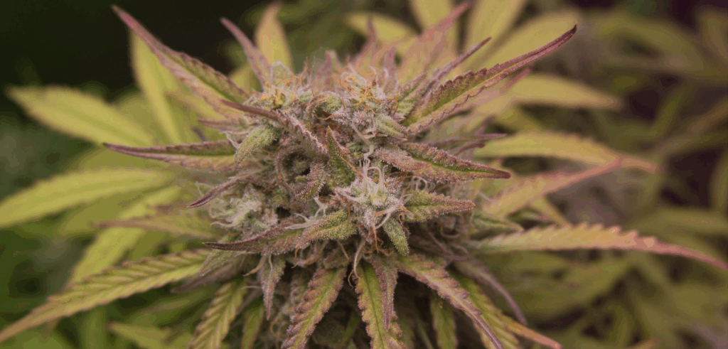 Close up of cannabis for better sleep.