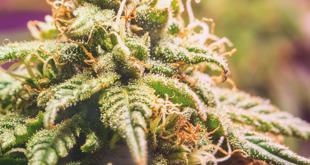 What Are Cannabis Trichomes?