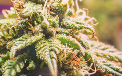 What Are Cannabis Trichomes?